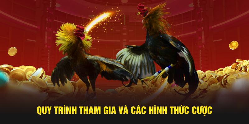 Quy trình tham gia và các hình thức cược Quy trình tham gia và các hình thức cược